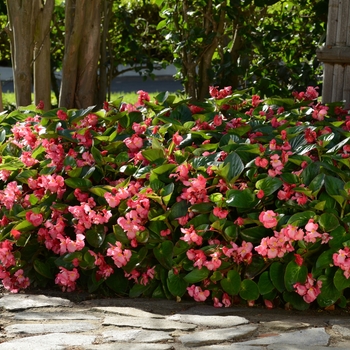 Begonia Megawatt™ 'Rose Green Leaf' (134208)