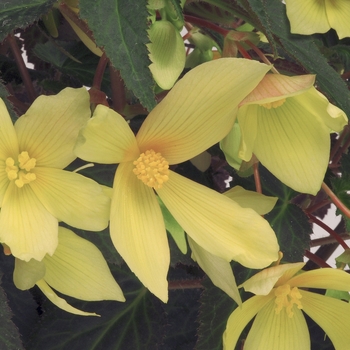 Begonia Million Kisses® 'Honeymoon' (134216)