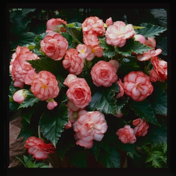 Begonia x tuberhybrida On Top® 'Fandango' (134227)