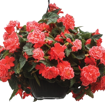 Begonia x tuberhybrida On Top® 'Melon Lace' (134229)