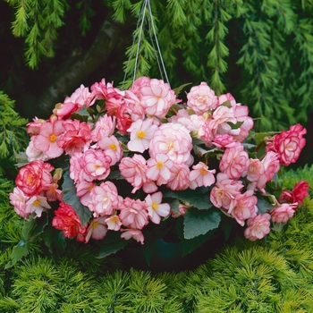 Begonia x tuberhybrida On Top® 'Pink Halo' (134231)