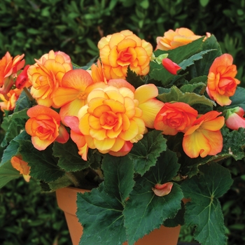 Begonia x tuberhybrida On Top® 'Sun Glow' (134234)