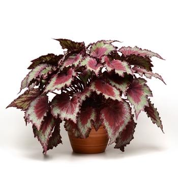 Begonia rex-cultorum Jurassic™ 'Red Splash' (134245)