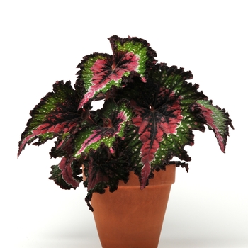 Begonia rex-cultorum Jurassic™ 'Watermelon' (134250)