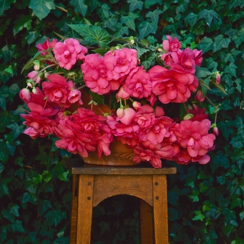 Begonia x tuberhybrida Sun Dancer™ 'Pink' (134278)