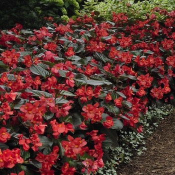 Begonia x benariensis Whopper® 'Red with Bronze Leaf' (134296)