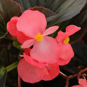 Begonia x benariensis Whopper® '' (134298)