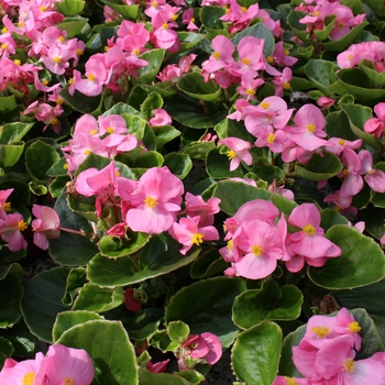 Begonia semperflorens Ambassador 'Pink' (134303)