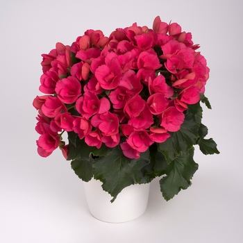 Begonia Betulia 'Bright Pink' (134312)