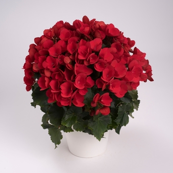 Begonia Betulia 'Red' (134319)