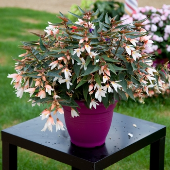 Begonia boliviensis Bossa Nova® 'Pure White' (134329)