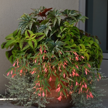 Begonia boliviensis 'San Francisco™' (134376)