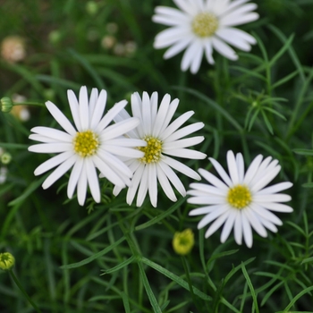 Brachyscome angustifolia Bellissima 'Compact White' (134414)