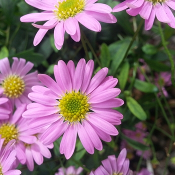 Brachyscome angustifolia Bellissima 'Dark Pink' (134416)