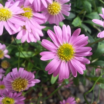 Brachyscome angustifolia Bellissima 'Dark Pink' (134417)