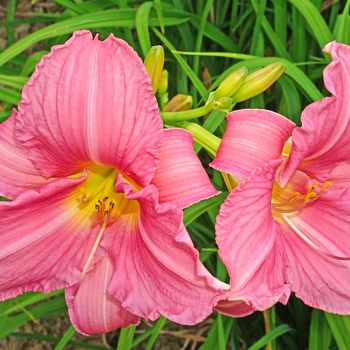 Hemerocallis 'Rosa Bellini' (134419)