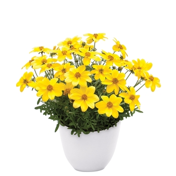 Bidens ferulifolia Namid™ 'Compact Yellow' (134448)