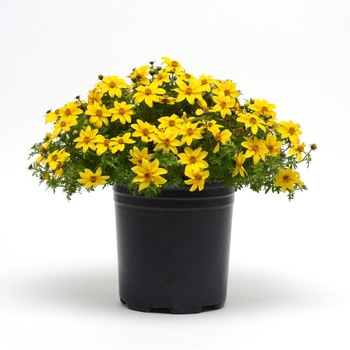 Bidens ferulifolia 'Sun Drop Compact' (134460)