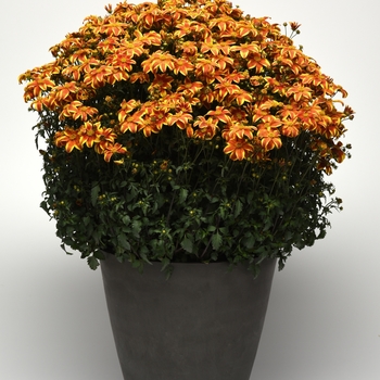 Bidens 'Bee Bold' (134461)