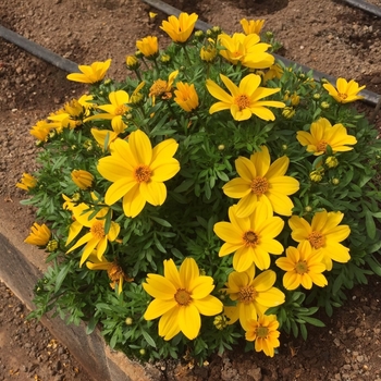 Bidens 'Bee Giant Yellow' (134463)