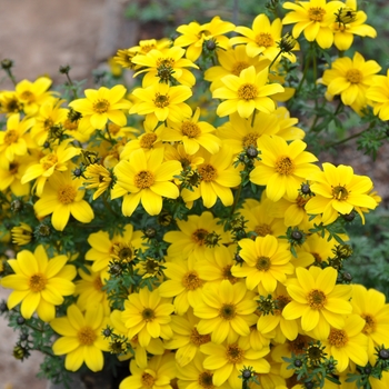 Bidens 'Bee Yellow Crown' (134468)