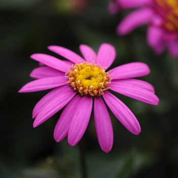 Brachyscome bracteata 'Radiant Magenta' (134472)