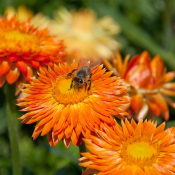 Bracteantha bracteata Mohave™ 'Orange' (134480)