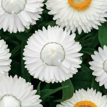 Bracteantha bracteata 'Cottage White' (134485)