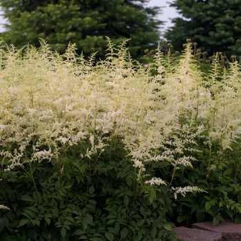 Astilbe x arendsii 'Bridal Veil®' (134509)