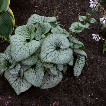 Brunnera macrophylla 'Sterling Silver' (134529)