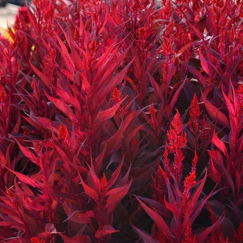 Celosia argentea pulmosa 'Dragon's Breath' (134544)