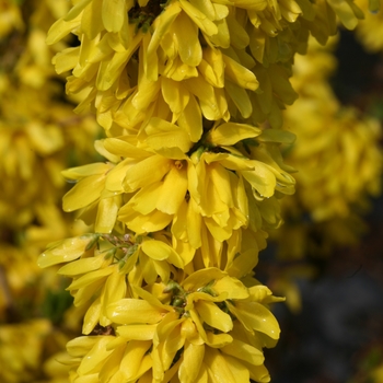 Forsythia 'Show Off Starlet®' (134545)