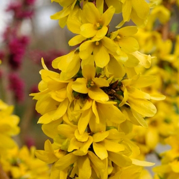 Forsythia 'Show Off Starlet®' (134546)