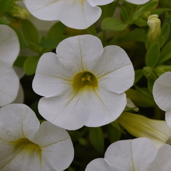 Calibrachoa Cabaret® 'Bright White Improved' (134638)