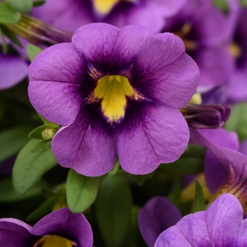 Calibrachoa Bumble Bee™ 'Blue' (134641)