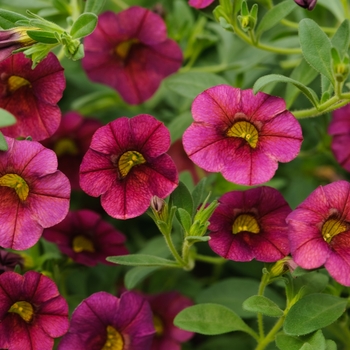 Calibrachoa Caloha® 'Aubergine' (134687)