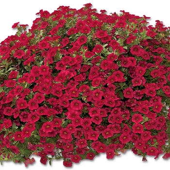 Calibrachoa Caloha® 'Cherry Red' (134688)