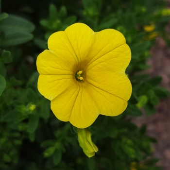 Calibrachoa Caloha® 'Classic Lime Yellow' (134691)