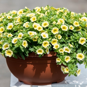 Calibrachoa Caloha® 'Classic Lime Yellow' (134693)