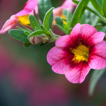 Calibrachoa Caloha® 'Classic Tricolor' (134698)