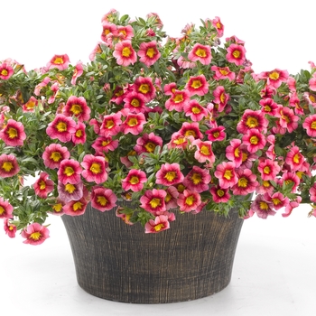 Calibrachoa Caloha® 'Classic Tricolor' (134699)