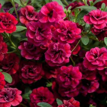 Calibrachoa Caloha® 'Double Dark Red' (134789)