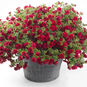 Calibrachoa Caloha® 'Double Dark Red' (134790)