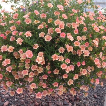 Calibrachoa Caloha® 'Double Peach' (134792)