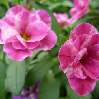 Calibrachoa Caloha® 'Double Rose Marble' (134797)