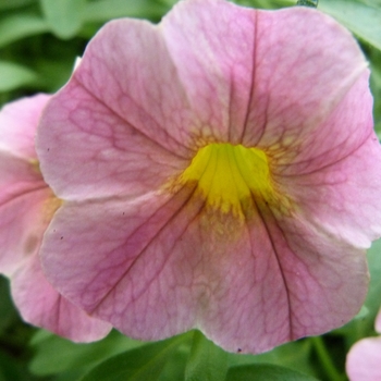 Calibrachoa Caloha® 'Peach Star' (134807)