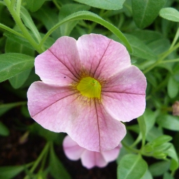 Calibrachoa Caloha® 'Peach Star' (134808)