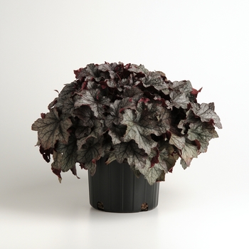 Heuchera 'Carnival Plum Crazy' (135031)