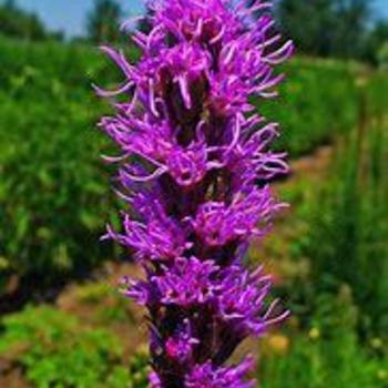 Liatris gracilis