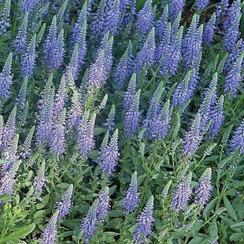 Veronica spicata 'Blue Carpet' 